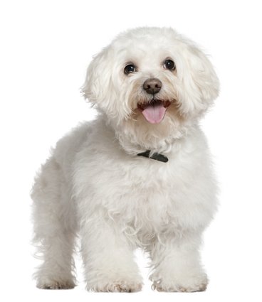 senior bichon frise