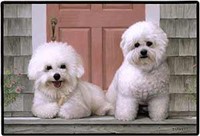 Bichon Frise Floormat