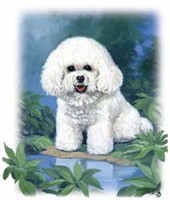 Bichon Frise Shirts
