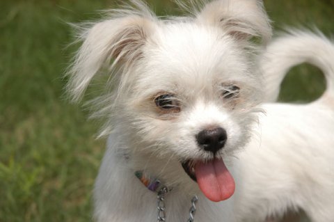 Small white dog, panting because he is hot.