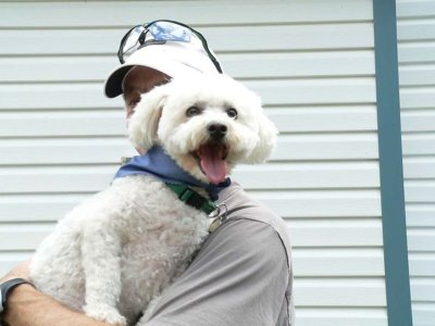 Cute little Bichon Frise puppy sitting on its owner’s shoulder, with a typical happy Bichon Frise temperament