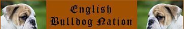 English-Bulldog-Nation.com