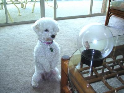 Bichon Frise Abbey, Begging for a Playmate