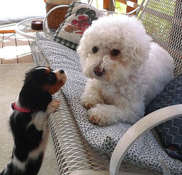 Your Bichon Frise picture could appear here.