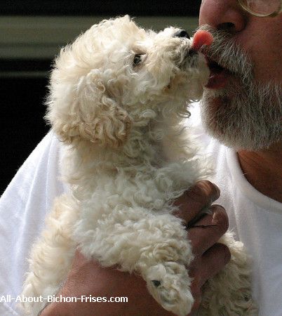 kunst Klassifikation Fru Puppy Adoptions for Bichon Frises | All About Bichon Frises