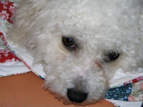 Bichon Frise puppy diarrhea causes and treatment