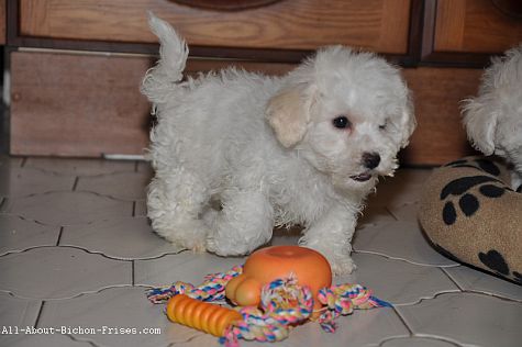 Photo of Bichon Frise puppy with orange rubber dog toys Indestructible dog toys for rough chewers like this Bichon Frise, are difficult to find.