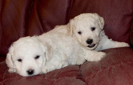 Can dogs get salmonella? Two young Bichon Frise puppies who are more susceptible to Bichon Frise salmonella symptoms and illness than mature dogs.