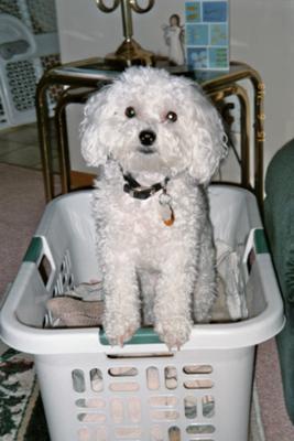 Bichon Frise Buffy Likes Clean Clothes