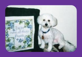 Emily, the Bichon Frise, sitting on her perch.