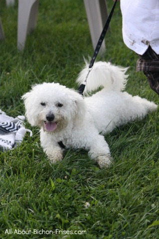 Leash Training a Puppy
