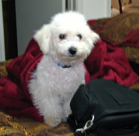 Cute Bichon Frise puppy under a red blanket.