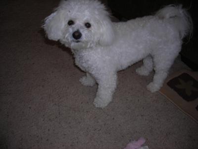 Molly with That Look in her eyes....