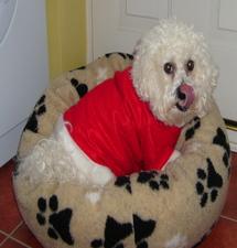 Looks Like Muffin was Caught in the Act!