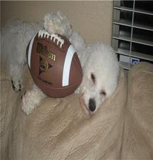 This is Gizmo, our Bichon Frise.