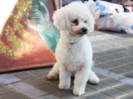 Bichon Frise rescue dog on the street