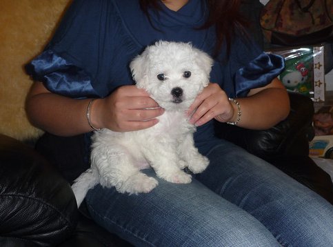 Puppy grooming begins early with a Bichon Frise puppy