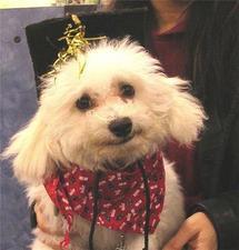 Q-Tip with her angelic Bichon Frise charm!