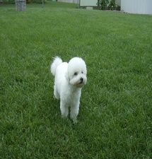 Beau, the Bichon Frise at 11 months