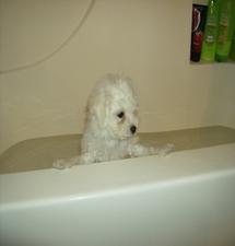 Bichon Frise puppy Beau