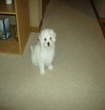 Bichon Frise Puppy, Beau