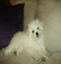 Relaxing Beau, The Bichon Frise Puppy