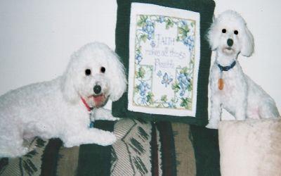 Two Bichon Frises, a non shedding dog breed