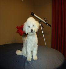 Beau, the Bichon Frise at 6 months