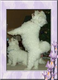 Bichon Frise History Bichon Frise history says that Bichons performed for royalty.