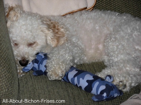 Bichon Frise puppy, who loves sleeping with his stuffed dog toys.