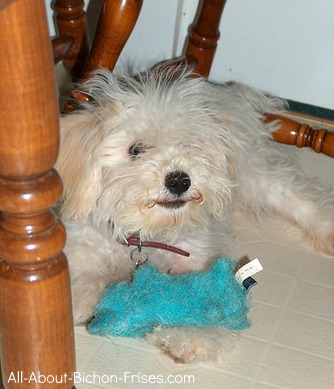 Bichon Frise puppy under a table with his well-worn stuffed dog toy. Bichon Frise puppy under a table with his stuffed dog toys.