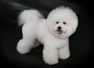 Bichon Frise grooming is a lot of work to get ready for dog shows.