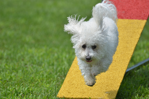 Agility training for dogs like this Bichon is great fun!