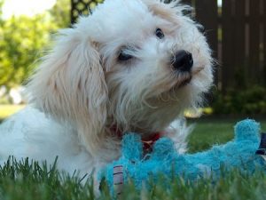 Bichon Frise puppy care