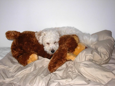 Bichon Frise puppy sleeping with stuffed toy