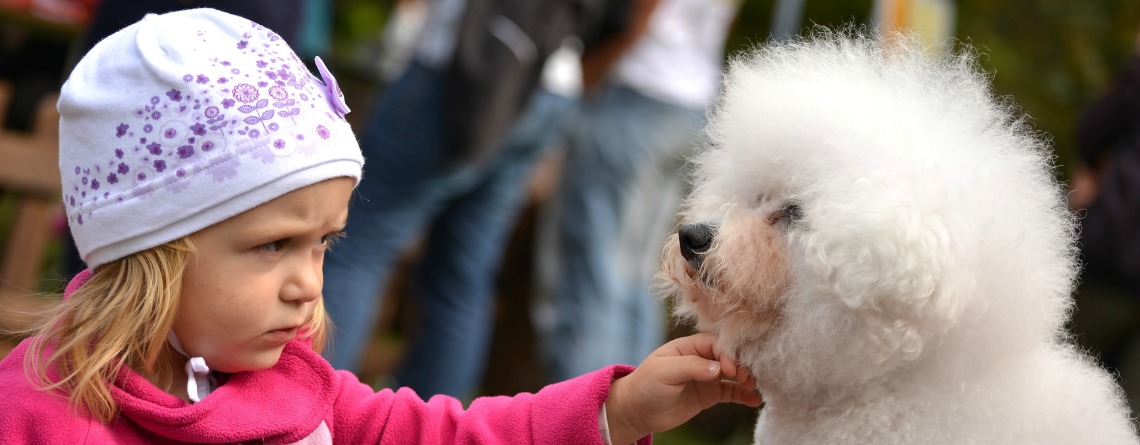 bichon-training-slider