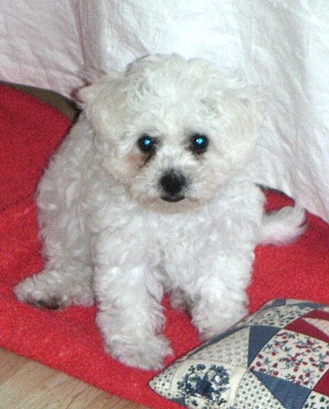Little Bichon Frise puppy getting used to his new home