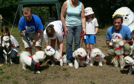Photo of dog birthday party with Bichon Frises