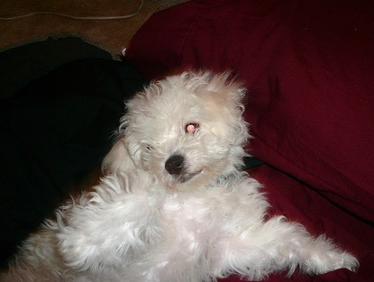 Scratching may indicate seasonal dog allergies