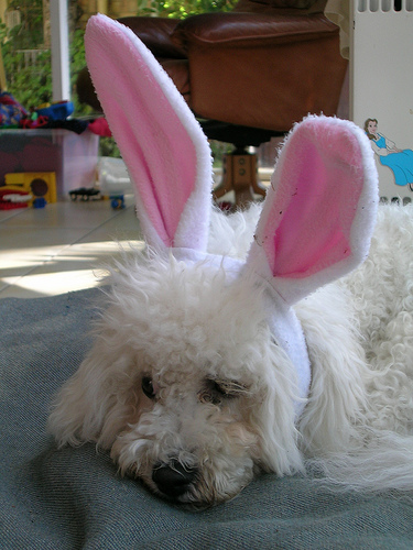 Bichon Frise in bunny ears for a Halloween dog party.