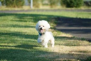 Bichon Frise on lawn doing the Bichon Buzz
