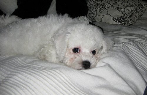 canine urinary incontinence