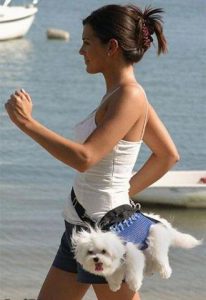 Bichon Frise in fanny pack, choosing a dog breed for you