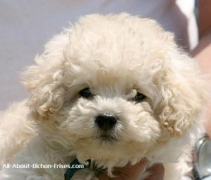 bichon frise therapy dog