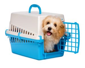 Crate training a puppy, havanese