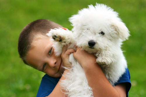Happy boy holding his Bichon Frise, a hypoallergenic dog breed.