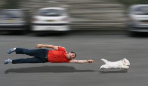 Man being dragged by a Bichon Frise on a leash