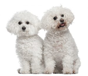 Bichon Frises, 9 and 5 years old
