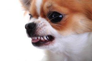Aggressive Chihuaua
