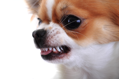 Aggressive Chihuaua